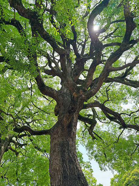 istock Giant camphor tree and the sun 2222348633