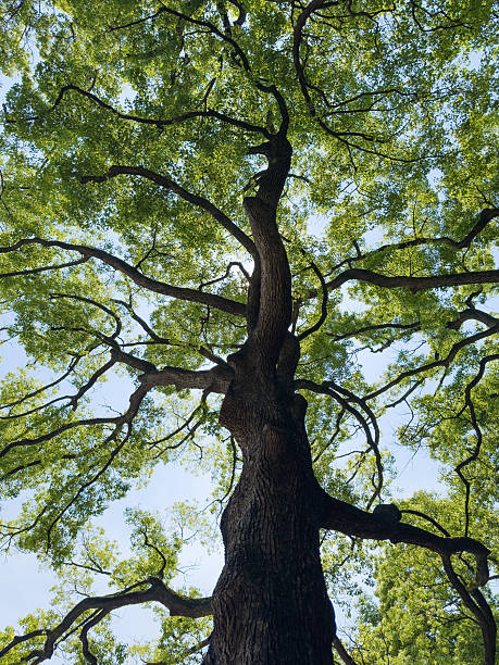 istock Giant tree and blue sky, season of fresh greenery 2222348828