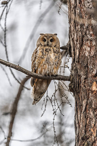 istock Long-eared owl (Asio otus), looking forward with wide opened eyes 2222357662