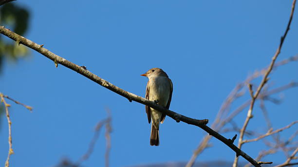 istock Closeup of a willow flycatcher perching on a branch with blue sky background 2222359910