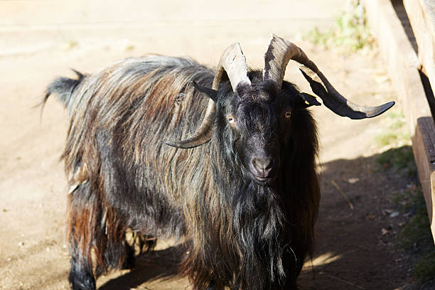 istock A goat with horns on a livestock farm. 2222362042