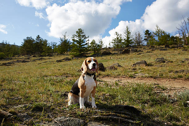 Beagle dog sits quietly in a clearing under a bright blue sky with fluffy white clouds. The surrounding landscape of rocky terrain with larches creates a serene environment.