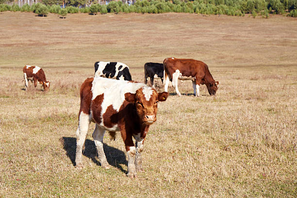 istock A herd of cows grazing in a meadow 2222362453