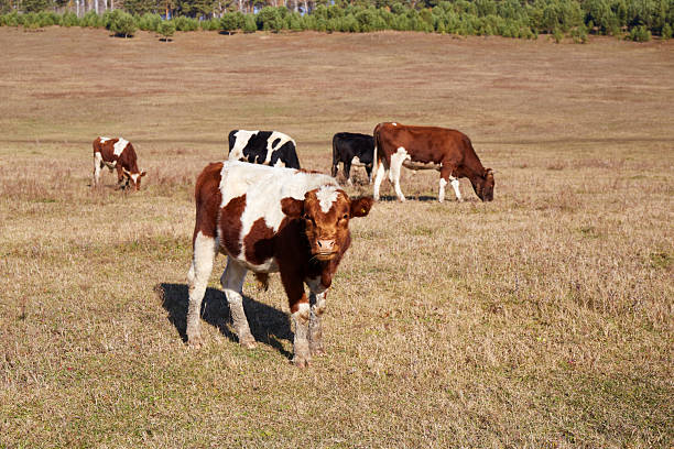 istock A herd of cows grazing in a meadow 2222362465