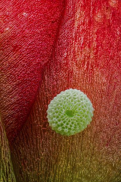 istock eggs of the Common Evening Brown butterfly 2222369419