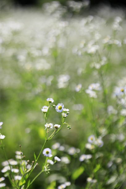 istock A field full of Himejon flowers 2222370782