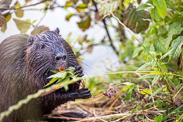 black nutria eats grass holding it with its paws. Wildlife conservation in nature