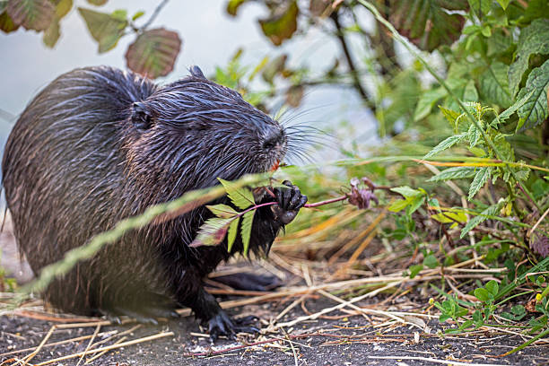 istock black nutria eats grass holding it with its paw and closing its eyes with pleasure 2222371315
