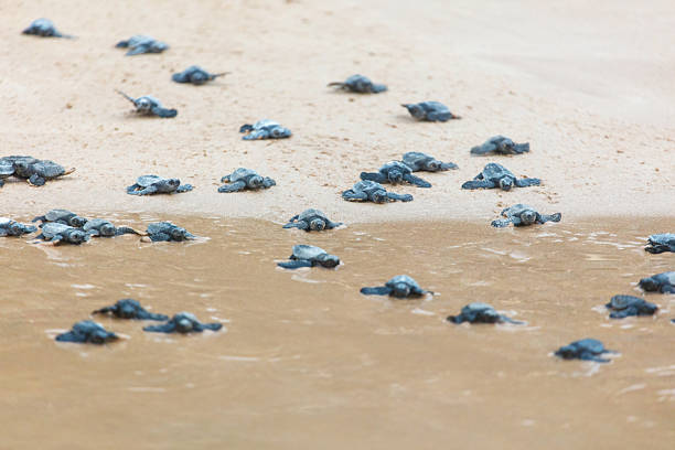 istock The turtles hatch from their eggs and crawl along the sand towards the ocean 2222371502