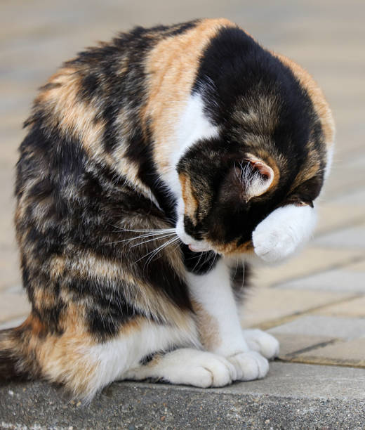 istock A cat is sitting on a brick sidewalk and appears to be scratching itself 2222371592