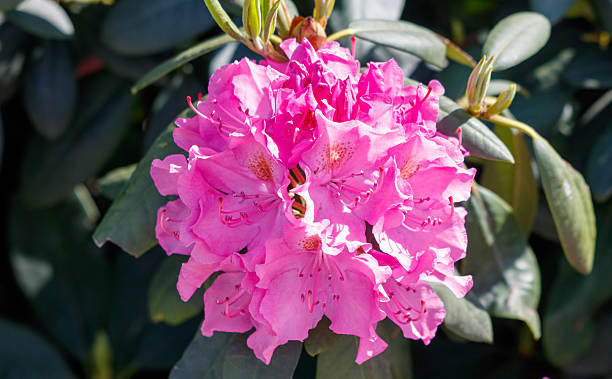 istock A pink flower with a bee in the center 2222371667