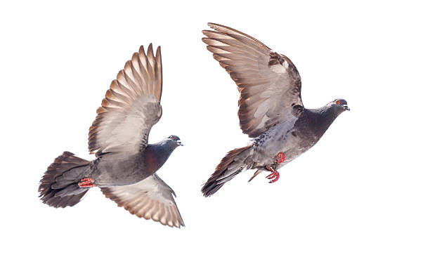 istock Two pigeons flying in the air 2222371706