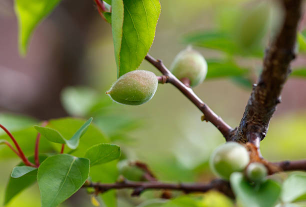 A tree with green leaves and a few almonds on it. The tree is in a forest