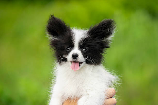 istock Papillon Puppy in Hands 2222374014