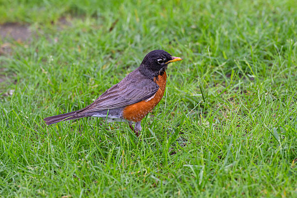 istock The American robin, Turdus migratorius, is a migratory bird of true thrush genus 2222376675