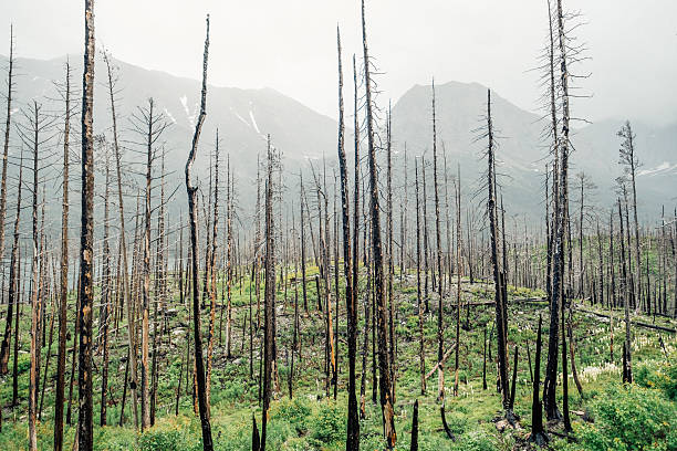 istock Burned blackened leafless trees with misty background and green undergrowth in Glacier National Park, Montana, USA 2222377023