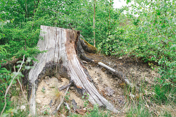 Close-up of a detailed tree stump in lush forest setting. Concept: natural textures, environment storytelling, forest ecosystem, timelessness.