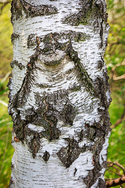 istock Trunk of a silver birch, Betula pendula 2222378130