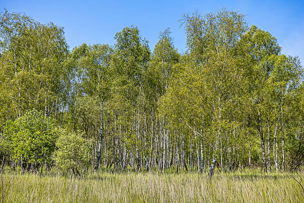 istock Forest of silver birch, Betula pendula, on a summer day 2222378193