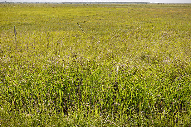 istock Flat coastal meadow with a delicate fence 2222378278