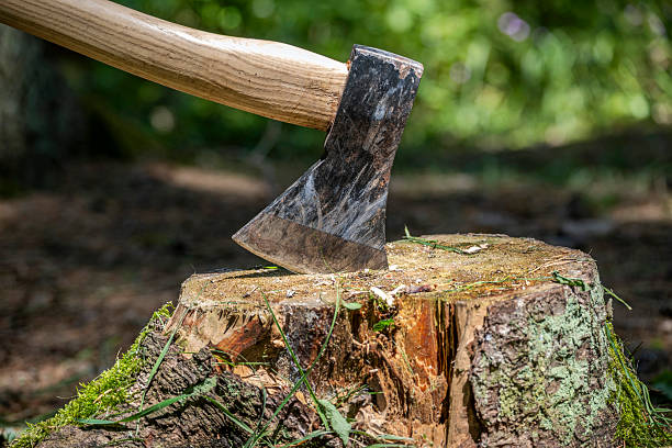 istock An axe is stuck in a tree stump in a natural forest setting. 2222380831