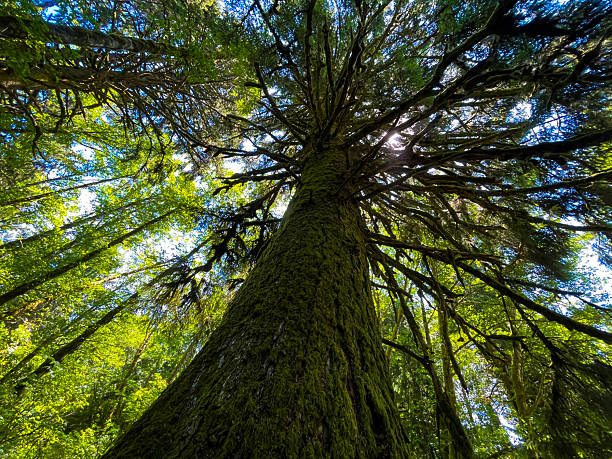 Dramatic upward shot of  a towering mossy tree in a sunlit forest, with sunlight and blue sky peeking through branches and a canopy of vibrant green leaves.