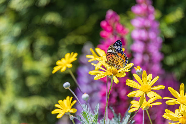 Fresh daisies and butterflies in the field at sunset.