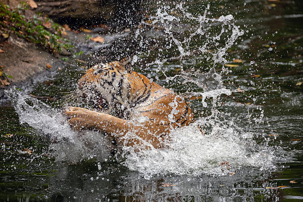 istock Asian tiger resting in the natural forest. 2222384561
