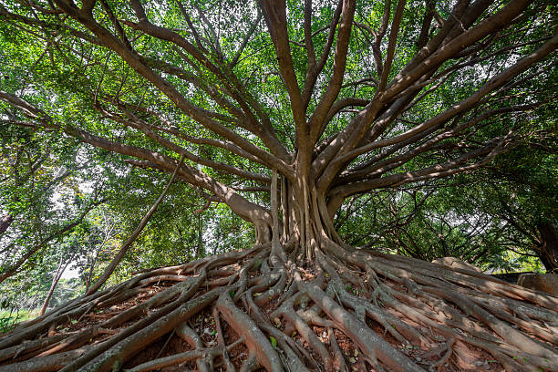 istock Banyan tree and roots in the forest garden. 2222384786