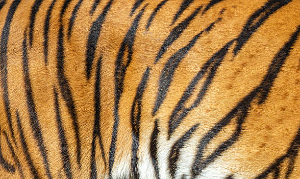 istock Colors and patterns of tiger skin. 2222384816