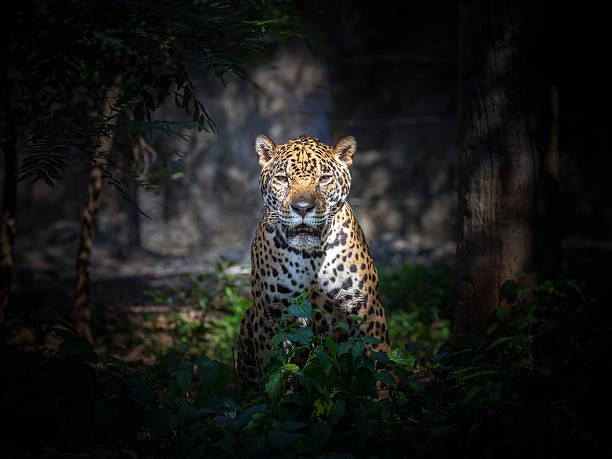 istock Jaguar resting in the natural forest 2222384851