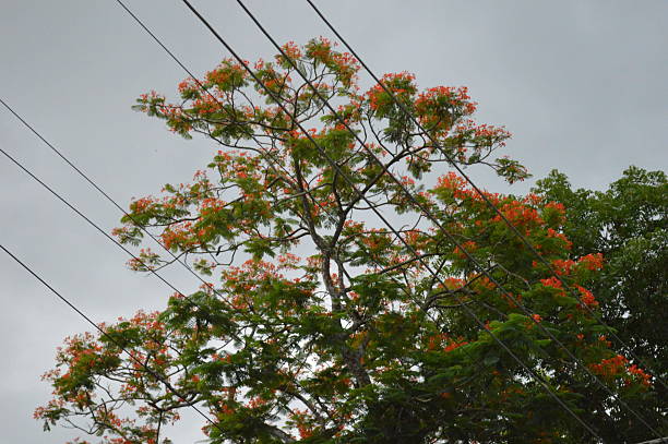 istock various beautiful  tropical green tree, branches of various trees against the blue sky. 2222384967