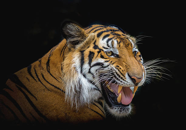 istock Indochinese tiger roaring on black background. 2222385437