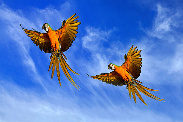 istock Macaw parrot flying in the cloudy sky. 2222385459