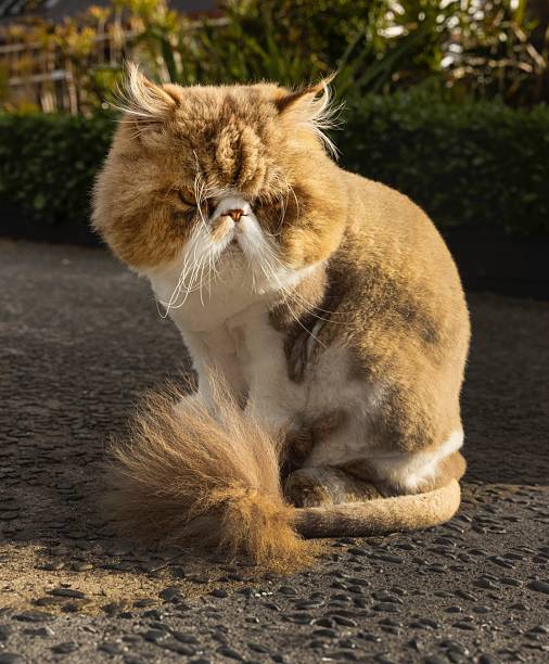 Grumpy and fluffy cat sitting in the garden