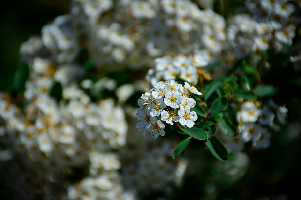 Cluster of small white flowers on a blurred background. Spirea betulifolia for nature inspired projects, backgrounds or greeting cards.