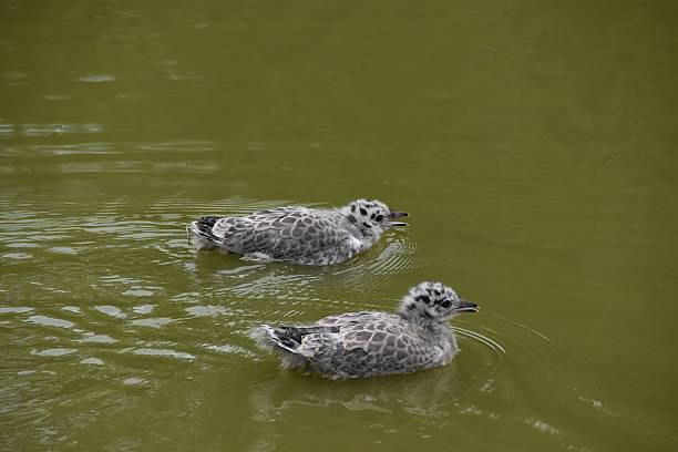 Adorable baby seagulls are swimming together in a pond in summer day.