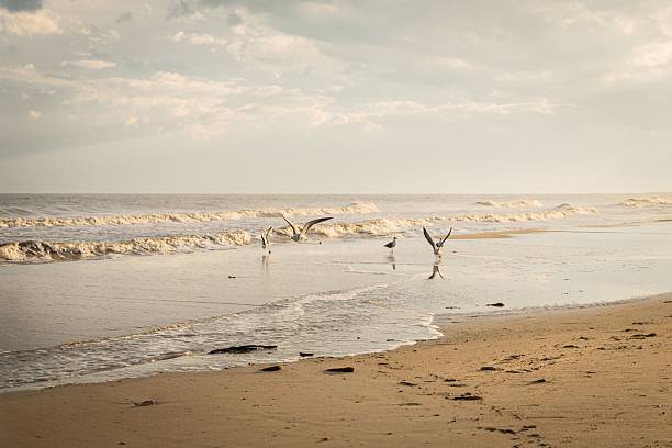 The seagulls flying over a serene sandy beach with gentle waves. Alligator Point, Florida beach.