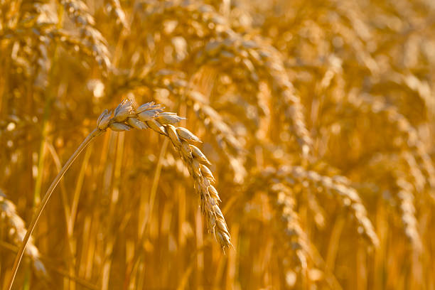 istock ripe ear of wheat 2222393605