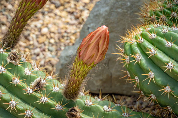 Flowering Echinopsis Spachlana, Golden Torch Cactus