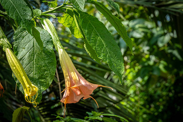 Flowering Abutilon, Flowering Maple plant or Abutilon Canary Bird