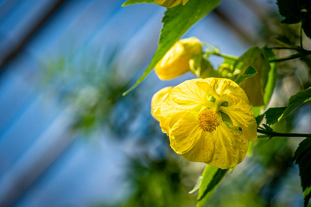 Flowering Abutilon, Flowering Maple plant or Abutilon Canary Bird