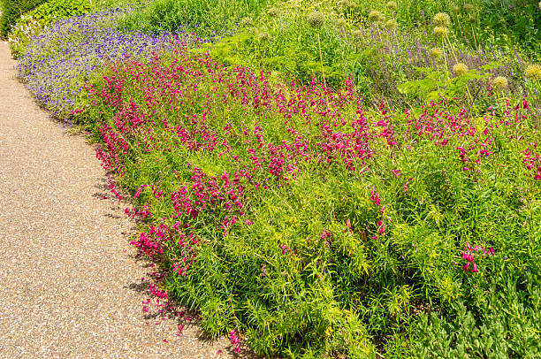 Floral border with shrubs and summer flowers