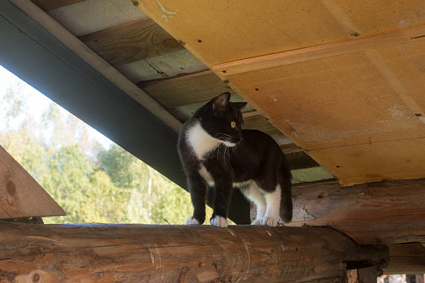 istock curious black cat under wooden roof 2222394463