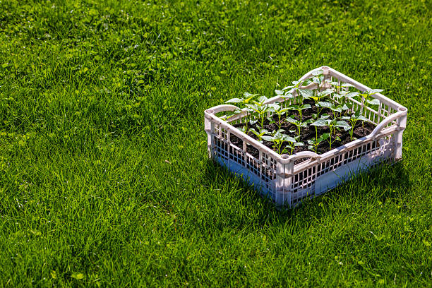 Various crops are being cultivated with black soil in a sack, and seedlings have grown, and the background behind it is a blur