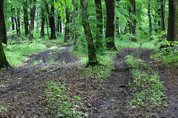 istock A forest path forks amidst dense trees and green vegetation, creating a mysterious and picturesque scene. This shot conveys the wild beauty of Ukraine's nature, inviting exploration of its expanses and tranquility. 2222398367