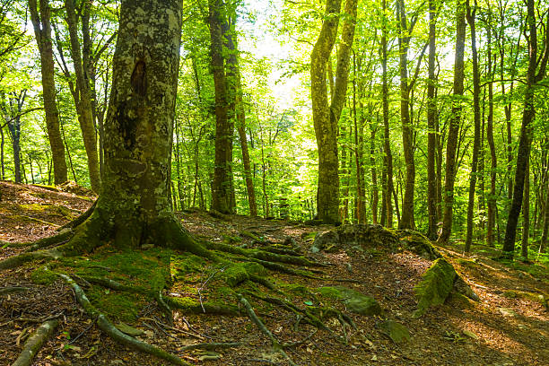 istock green forest glade at the summer sunny day 2222399177
