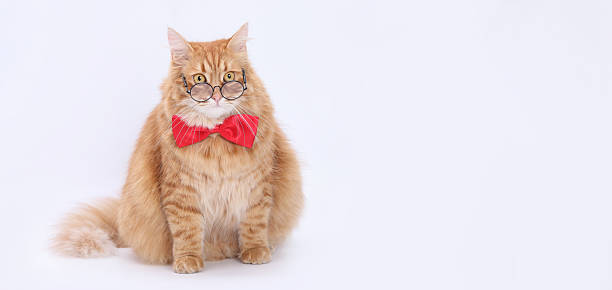 istock Funny Ginger Cat Wearing Glasses and Red Bow Tie 2222401506