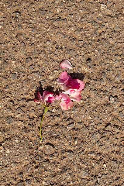 A small pink rose with fallen petals on the asphalt. Sunny day