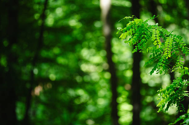 A small branch with fresh green leaves extends into the frame against a softly blurred, sun-dappled forest background. The image emphasizes simplicity and calm, highlighting the delicate beauty of nature in a quiet woodland setting.